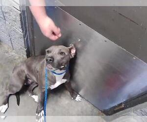 Mutt Dogs for adoption in Tulsa, OK, USA