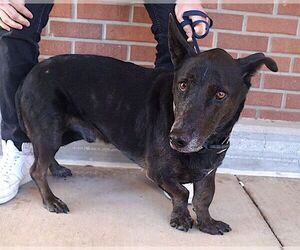 Basset Hound-Labrador Retriever Mix Dogs for adoption in Carrollton, TX, USA