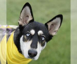Siberian Husky-Unknown Mix Dogs for adoption in San Antonio, TX, USA