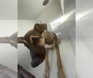 German Shepherd Dog-Unknown Mix Dogs for adoption in Houston, TX, USA