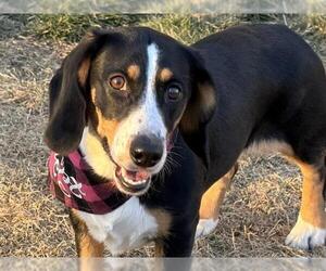 Basschshund Dogs for adoption in Pueblo, CO, USA