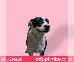 Borador Dogs for adoption in Stockton, CA, USA