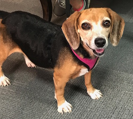 Beagle Dogs for adoption in Lafayette, LA, USA