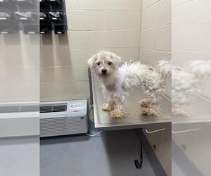 Maltese-Unknown Mix Dogs for adoption in Louisville, KY, USA