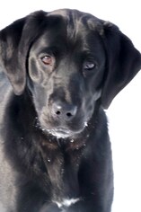 Basset Hound-Labrador Retriever Mix Dogs for adoption in Siren, WI, USA