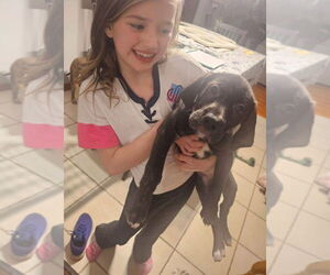 Golden Retriever-Great Dane Mix Dogs for adoption in New London, WI, USA