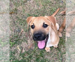 Black Mouth Cur-Labrador Retriever Mix Dogs for adoption in Chester, VA, USA