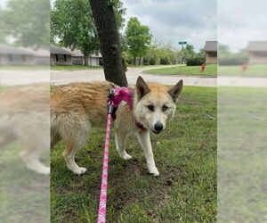 German Shepherd Dog-Huskies Mix Dogs for adoption in Winter Park, CO, USA