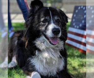 Border Collie Dogs for adoption in Long Beach, CA, USA
