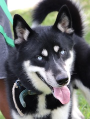 Alaskan Husky-Unknown Mix Dogs for adoption in Sugar Land, TX, USA