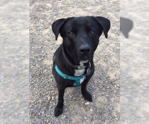 Labrador Retriever-Unknown Mix Dogs for adoption in Berkeley Springs, WV, USA