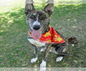 Akita Dogs for adoption in Texas City, TX, USA