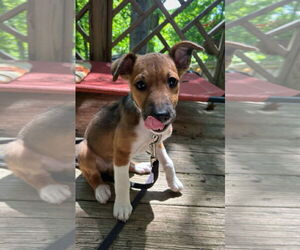 Border Collie-Jack Russell Terrier Mix Dogs for adoption in MECHANICSBURG, PA, USA