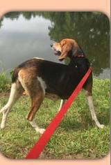 Treeing Walker Coonhound Dogs for adoption in Medford, NJ, USA