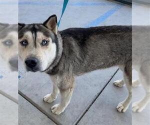 Siberian Husky Dogs for adoption in Bakersfield, CA, USA