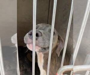 American Pit Bull Terrier-Unknown Mix Dogs for adoption in Oklahoma City, OK, USA