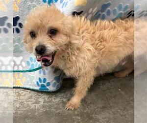 Poodle (Miniature)-Unknown Mix Dogs for adoption in Rosenberg, TX, USA