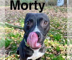 American Pit Bull Terrier-Unknown Mix Dogs for adoption in Anchorage, AK, USA