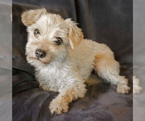 Maltese Dogs for adoption in Albuquerque, NM, USA