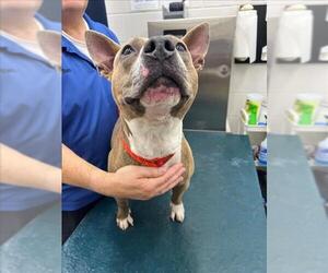 Staffordshire Bull Terrier-Unknown Mix Dogs for adoption in Mobile, AL, USA