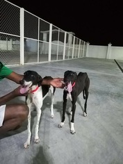 Whippet Dogs for adoption in Agoura Hills, CA, USA