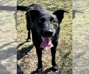 Labrador Retriever-Unknown Mix Dogs for adoption in Olathe, KS, USA