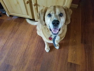 Golden Cocker Retriever Dogs for adoption in Princeton, MN, USA