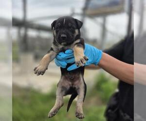 Mutt Dogs for adoption in San Antonio, TX, USA