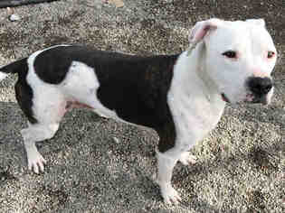 American Bulldog Dogs for adoption in Frisco, CO, USA