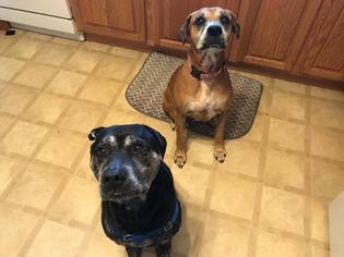 Boxer Dogs for adoption in Lorain, OH, USA