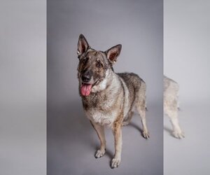 German Shepherd Dog Dogs for adoption in Newcastle, OK, USA