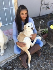 Great Pyrenees-Unknown Mix Dogs for adoption in Alturas, CA, USA