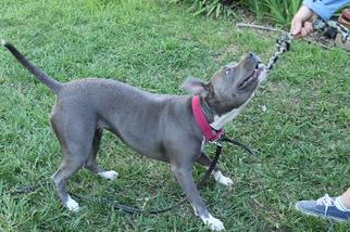 Small Jack Russell Terrier Mix