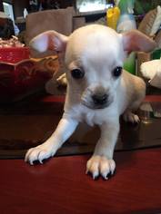 Chihuahua Dogs for adoption in SHERBURNE, NY, USA