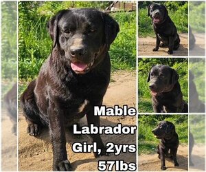 Labrador Retriever Dogs for adoption in Seattle, WA, USA