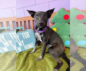 Mutt Dogs for adoption in Genesee, WI, USA