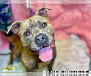 American Pit Bull Terrier Dogs for adoption in West Palm Beach, FL, USA