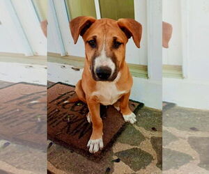 Black Mouth Cur-Labrador Retriever Mix Dogs for adoption in San Diego, CA, USA