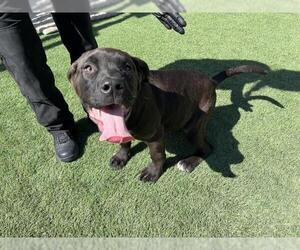 Mastiff Dogs for adoption in Corona, CA, USA
