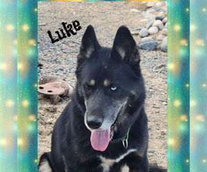 German Shepherd Dog-Unknown Mix Dogs for adoption in Red Lodge, MT, USA