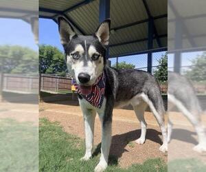 Siberian Husky Dogs for adoption in Plano, TX, USA