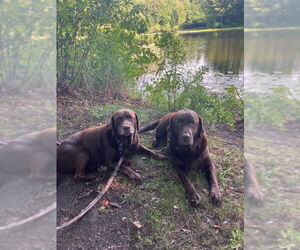 - Mix Dogs for adoption in East Derry, NH, USA