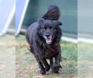 Collie-Unknown Mix Dogs for adoption in Waterford, VA, USA