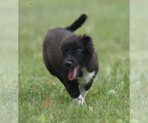 Pyrenees Border Collie Dogs for adoption in Mechanicsburg, PA, USA