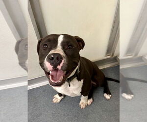 American Pit Bull Terrier Dogs for adoption in Glen Allen, VA, USA