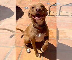 American Pit Bull Terrier-American Staffordshire Terrier Mix Dogs for adoption in Lake Elsinore, CA, USA
