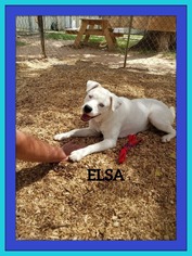 Sheprador Dogs for adoption in Granbury, TX, USA
