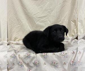 German Shepherd Dog-Unknown Mix Dogs for adoption in Modesto, CA, USA