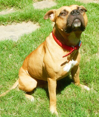 American Pit Bull Terrier-American Staffordshire Terrier Mix Dogs for adoption in Dallas, TX, USA
