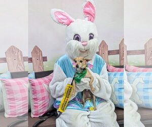 Chihuahua Dogs for adoption in Oakhurst, NJ, USA